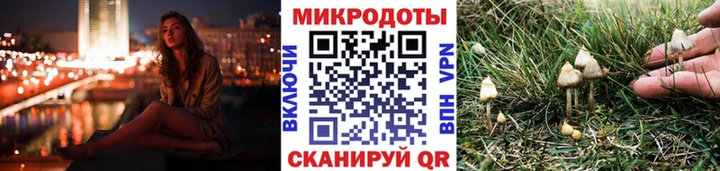 купить   Невинномысск  Псилоцибиновые грибы Psilocybine cubensis 
